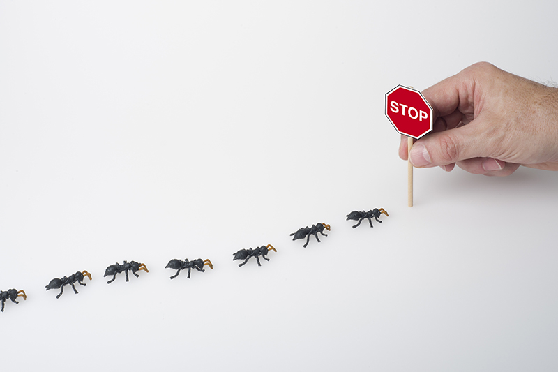 Ant Pest Control in Sussex United Kingdom