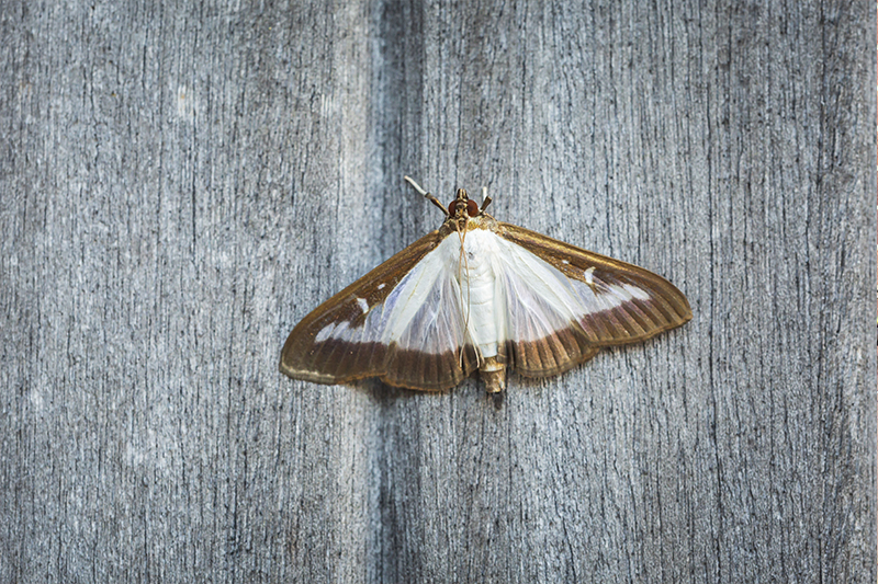 Moth Pest Control in Sussex United Kingdom