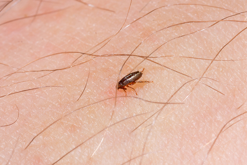Flea Pest Control in Sussex United Kingdom