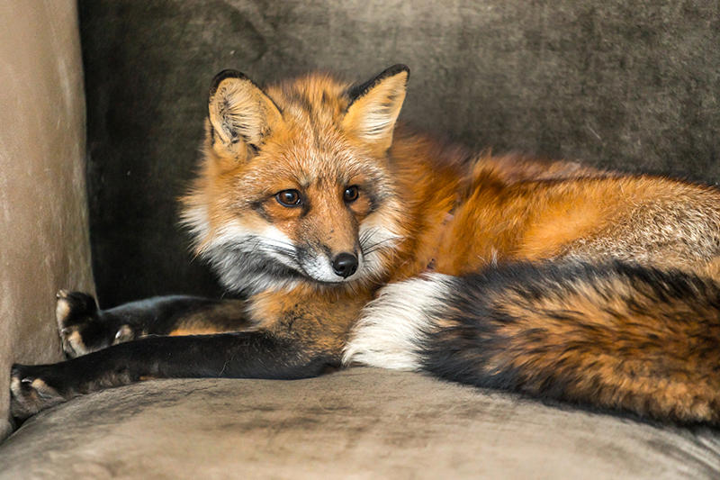 Fox Pest Control in Sussex United Kingdom